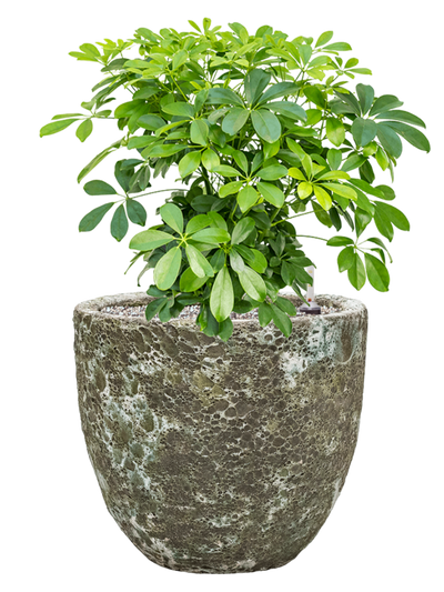 Ansamblu D36xH67cm cu planta naturala Schefflera arboricola 'Compacta' in ghiveci Baq Lava all inclusive set cu granule decorative