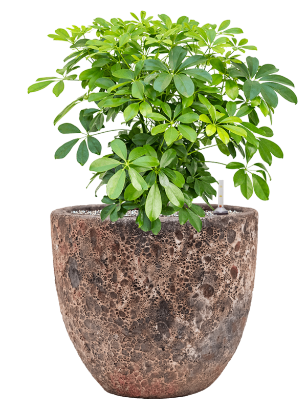 Ansamblu D36xH67cm cu planta naturala Schefflera arboricola 'Compacta' in ghiveci Baq Lava all inclusive set cu granule decorative