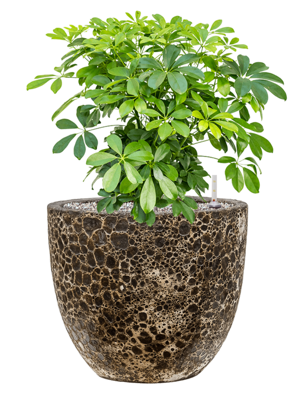 Ansamblu D36xH67cm cu planta naturala Schefflera arboricola 'Compacta' in ghiveci Baq Lava all inclusive set cu granule decorative