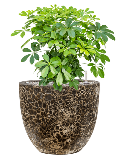 Ansamblu D36xH67cm cu planta naturala Schefflera arboricola 'Compacta' in ghiveci Baq Lava all inclusive set cu granule decorative