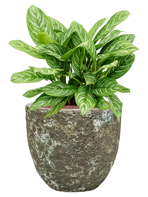 Ansamblu D36xH69cm cu planta naturala Aglaonema 'Stripes' in ghiveci Baq Lava all inclusive set cu granule decorative