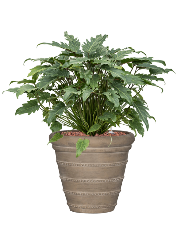 Ansamblu D36xH69cm cu planta naturala Philodendron 'Xanadu' in ghiveci Treasure all inclusive set cu granule decorative