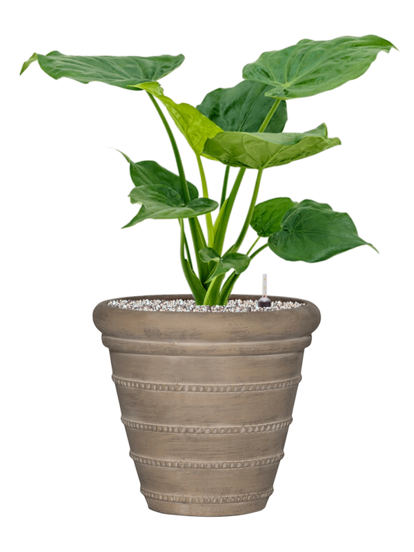 Ansamblu D36xH72cm cu planta naturala Alocasia cucullata in ghiveci Treasure all inclusive set cu granule decorative