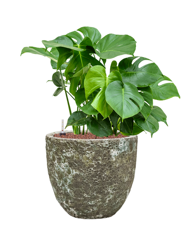 Ansamblu D36xH77cm cu planta naturala Monstera deliciosa in ghiveci Baq Lava all inclusive set cu granule decorative