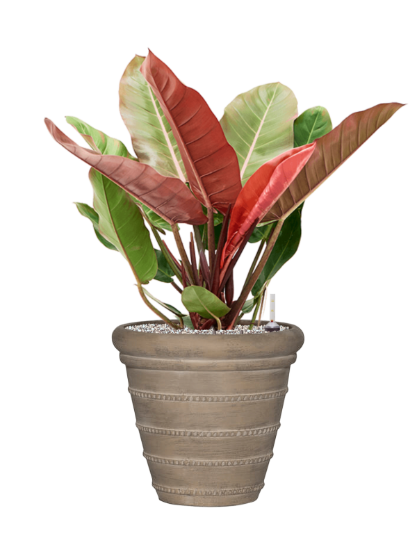 Ansamblu D36xH78cm cu planta naturala Philodendron 'Prince of Orange' in ghiveci Treasure all inclusive set cu granule decorative