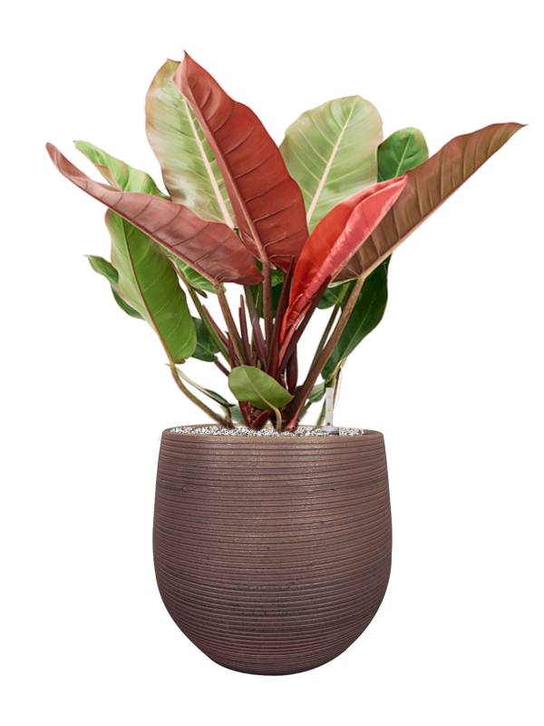 Ansamblu D36xH79cm cu planta naturala Philodendron 'Prince of Orange' in ghiveci Lydia all inclusive set cu granule decorative