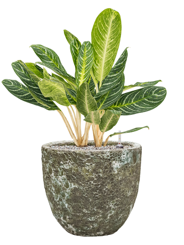 Ansamblu D36xH80cm cu planta naturala Aglaonema 'Key Lime' in ghiveci Baq Lava all inclusive set cu granule decorative