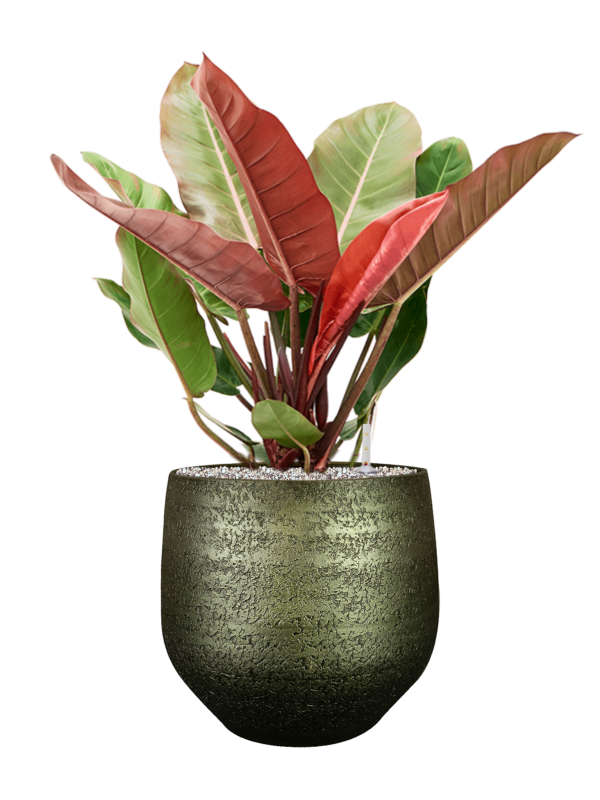 Ansamblu D36xH80cm cu planta naturala Philodendron 'Prince of Orange' in ghiveci Noor all inclusive set cu granule decorative