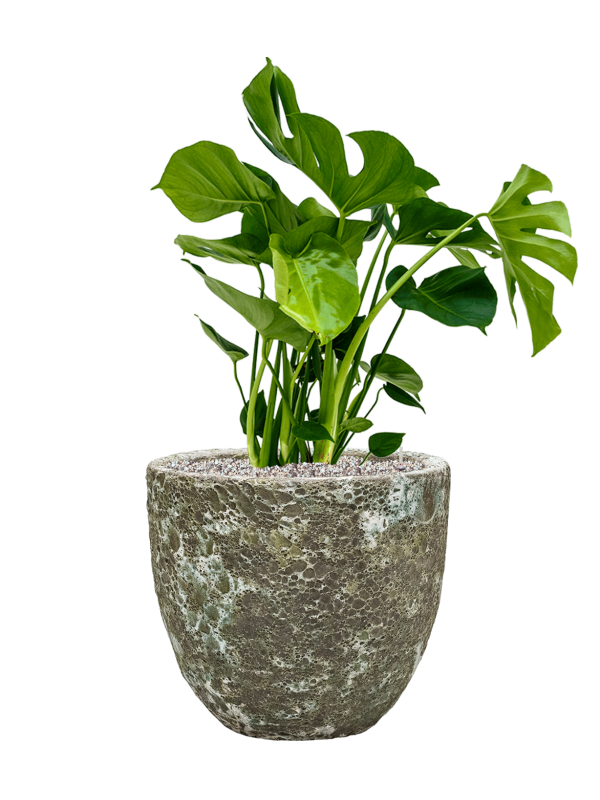 Ansamblu D36xH81cm cu planta naturala Monstera deliciosa in ghiveci Baq Lava all inclusive set cu granule decorative