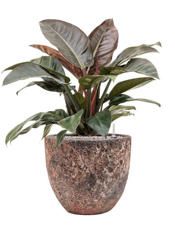 Ansamblu D36xH81cm cu planta naturala Philodendron `Imperial Red' in ghiveci Baq Lava all inclusive set cu granule decorative