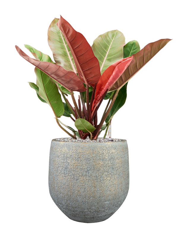 Ansamblu D36xH81cm cu planta naturala Philodendron 'Prince of Orange' in ghiveci Noor all inclusive set cu granule decorative