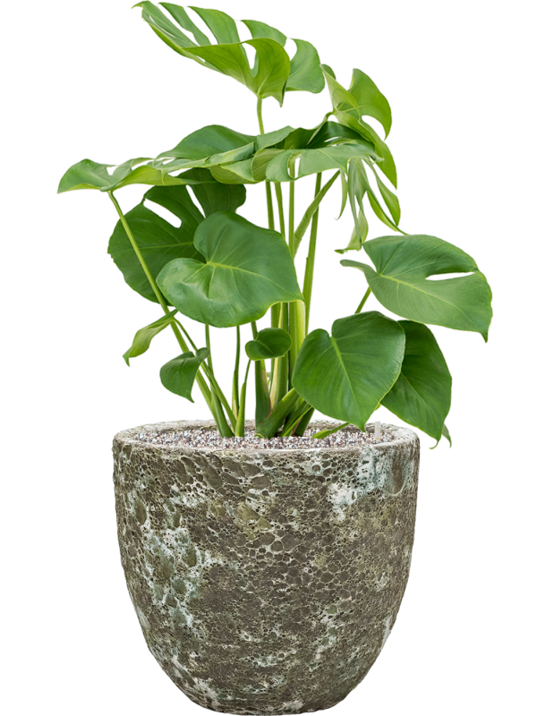 Ansamblu D36xH83cm cu planta naturala Monstera deliciosa in ghiveci Baq Lava all inclusive set cu granule decorative