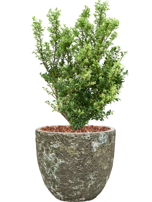 Ansamblu D36xH89cm cu planta naturala Ilex crenata 'Dark Green' in ghiveci Baq Lava all inclusive set cu granule decorative