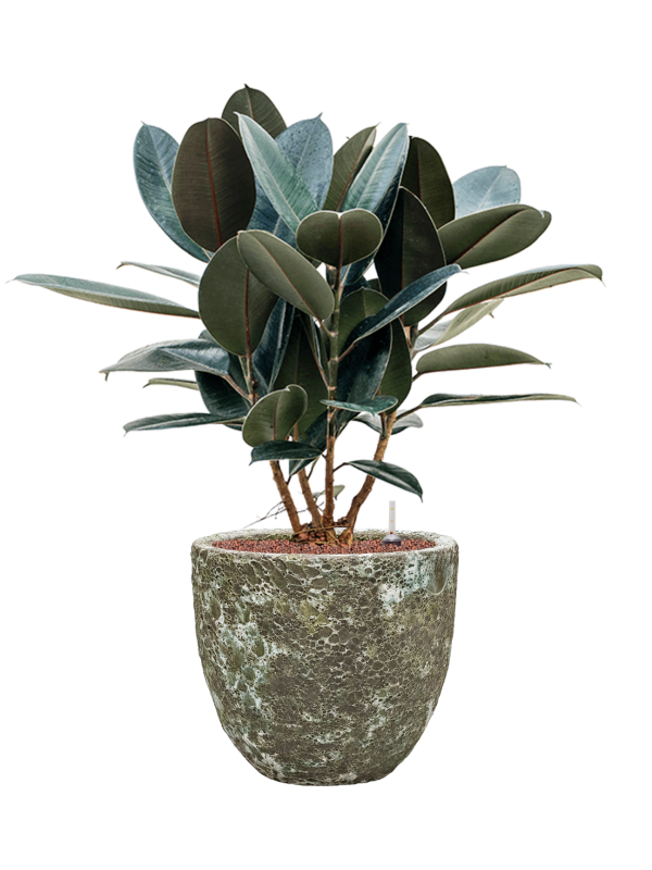 Ansamblu D36xH92cm cu planta naturala Ficus elastica 'Abidjan' in ghiveci Baq Lava all inclusive set cu granule decorative