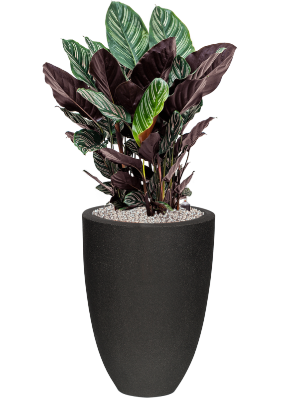 Ansamblu D36xH95cm cu planta naturala Calathea sanderiana in ghiveci Capi Urban Smooth NL all inclusive set cu granule decorative