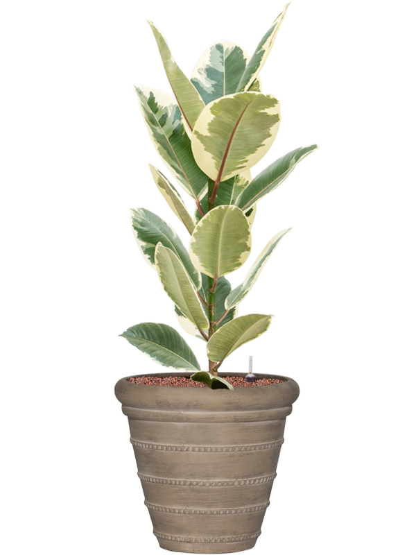 Ansamblu D36xH97cm cu planta naturala Ficus elastica 'Tineke' in ghiveci Treasure all inclusive set cu granule decorative