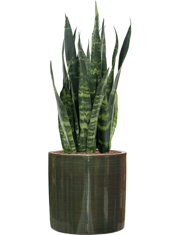 Ansamblu D36xH99cm cu planta naturala Sansevieria trifasciata 'Silver Mist' in ghiveci Plain Striped all inclusive set cu granule decorative