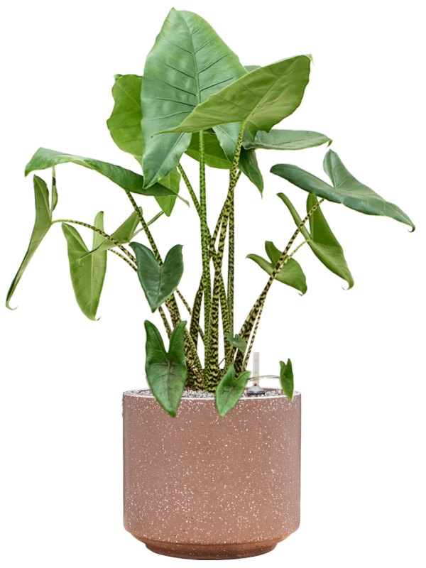 Ansamblu D37xH102cm cu planta naturala Alocasia zebrina in ghiveci Baq Terrazzo all inclusive set cu granule decorative