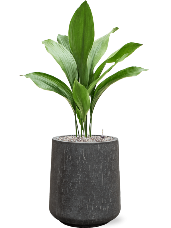 Ansamblu D37xH102cm cu planta naturala Aspidistra elatior in ghiveci Baq Raindrop all inclusive set cu granule decorative