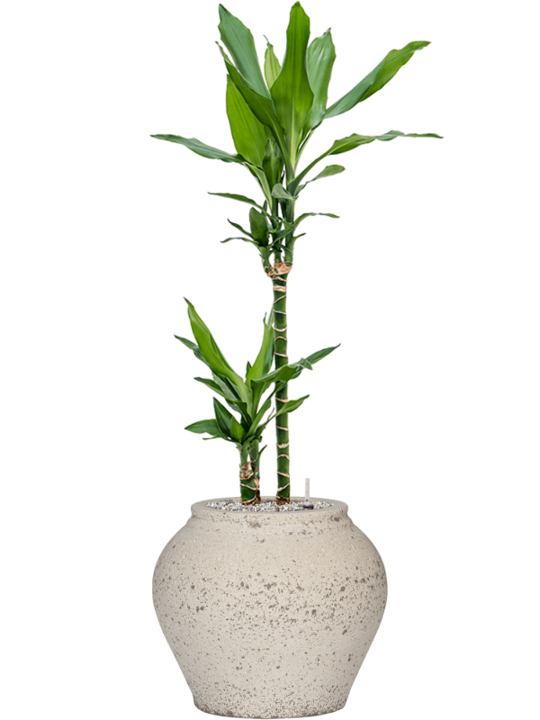 Ansamblu D37xH102cm cu planta naturala Dracaena fragrans 'Burundii' in ghiveci Mediterranean all inclusive set cu granule decorative