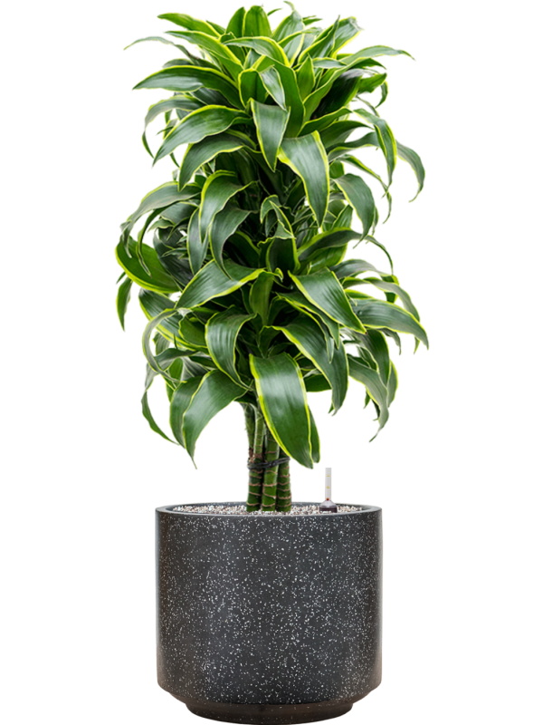 Ansamblu D37xH104cm cu planta naturala Dracaena fragrans 'Dorado' in ghiveci Baq Terrazzo all inclusive set cu granule decorative