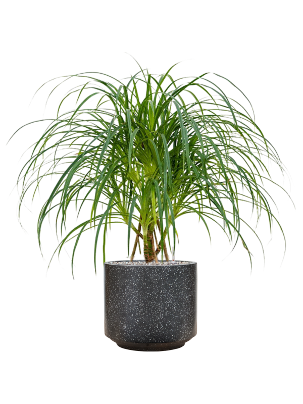 Ansamblu D37xH104cm cu planta naturala Pandanus stellatus in ghiveci Baq Terrazzo all inclusive set cu granule decorative