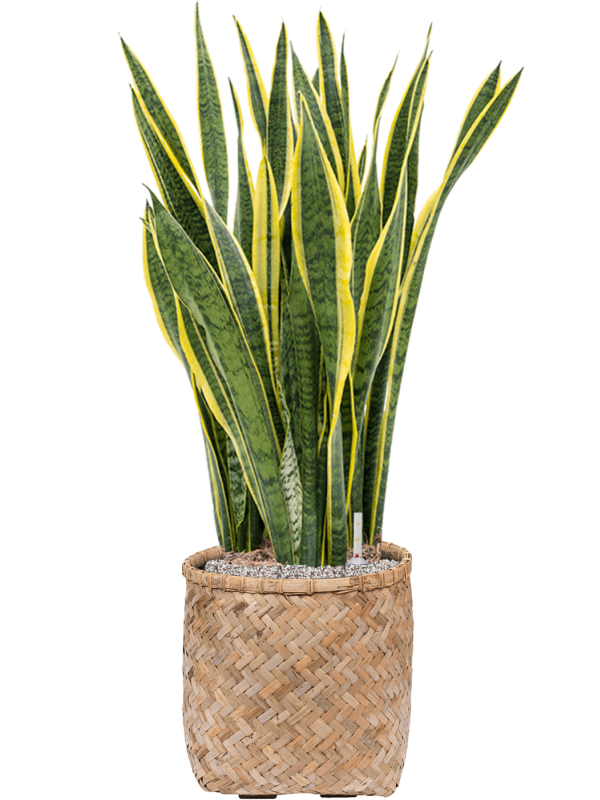 Ansamblu D37xH109cm cu planta naturala Sansevieria trifasciata 'Laurentii' in ghiveci Bohemian all inclusive set cu granule decorative