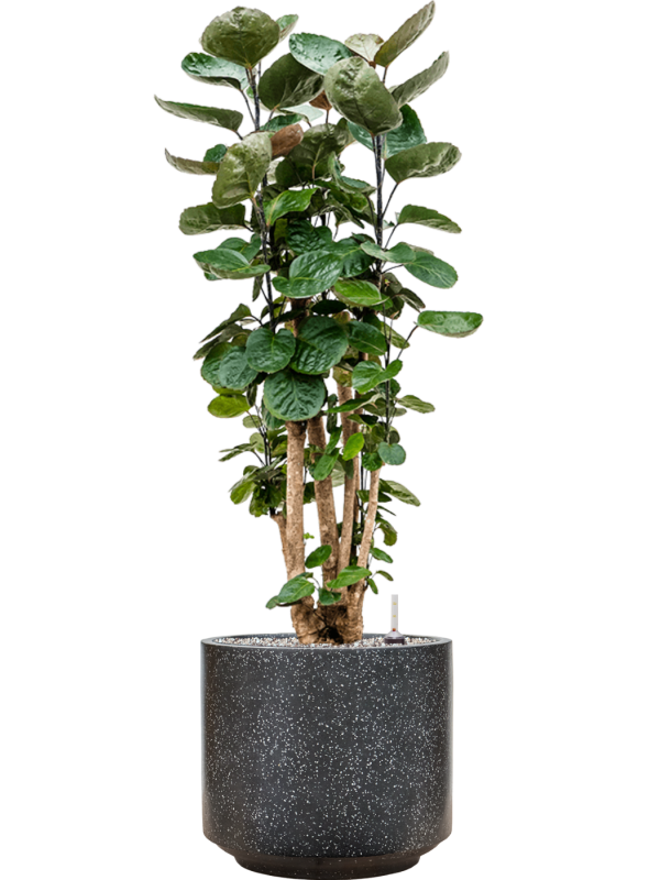 Ansamblu D37xH114cm cu planta naturala Aralia (polyscias) fabian in ghiveci Baq Terrazzo all inclusive set cu granule decorative