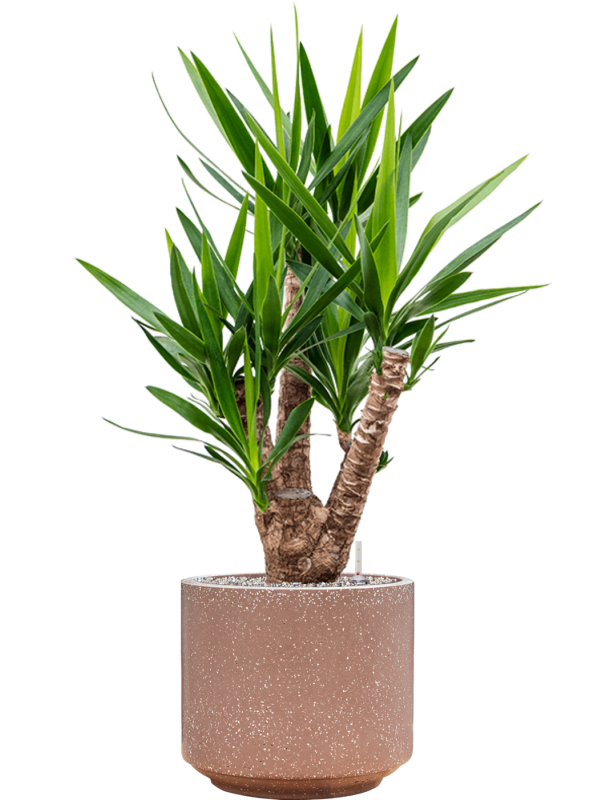 Ansamblu D37xH114cm cu planta naturala Yucca elephantipes in ghiveci Baq Terrazzo all inclusive set cu granule decorative