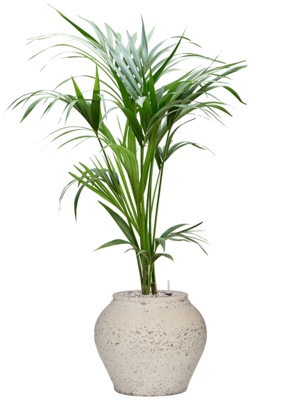 Ansamblu D37xH117cm cu planta naturala Kentia (Howea) forsteriana in ghiveci Mediterranean all inclusive set cu granule decorative