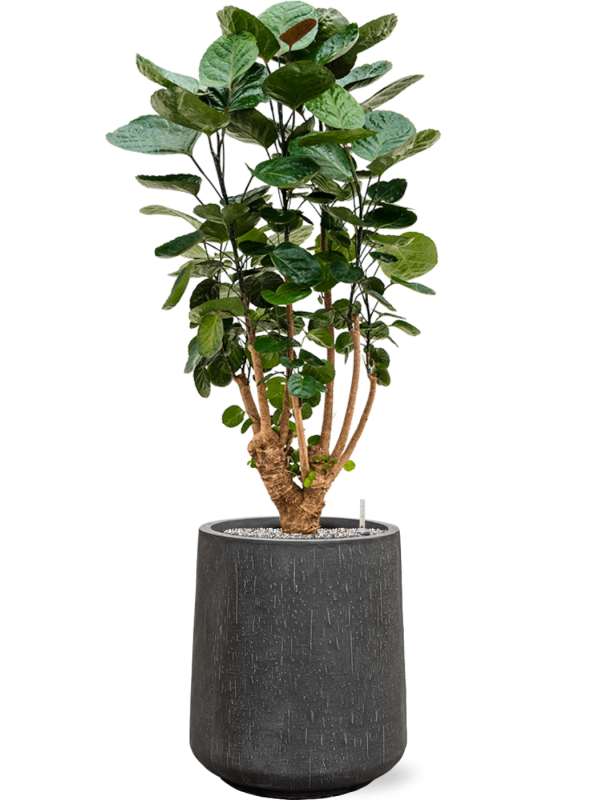 Ansamblu D37xH118cm cu planta naturala Aralia (Polyscias) 'Fabian' in ghiveci Baq Raindrop all inclusive set cu granule decorative