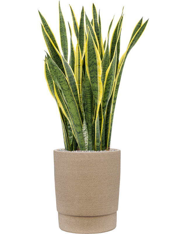 Ansamblu D37xH118cm cu planta naturala Sansevieria trifasciata 'Laurentii' in ghiveci Chao all inclusive set cu granule decorative