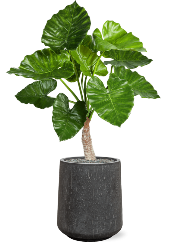 Ansamblu D37xH119cm cu planta naturala Alocasia calidora in ghiveci Baq Raindrop all inclusive set cu granule decorative