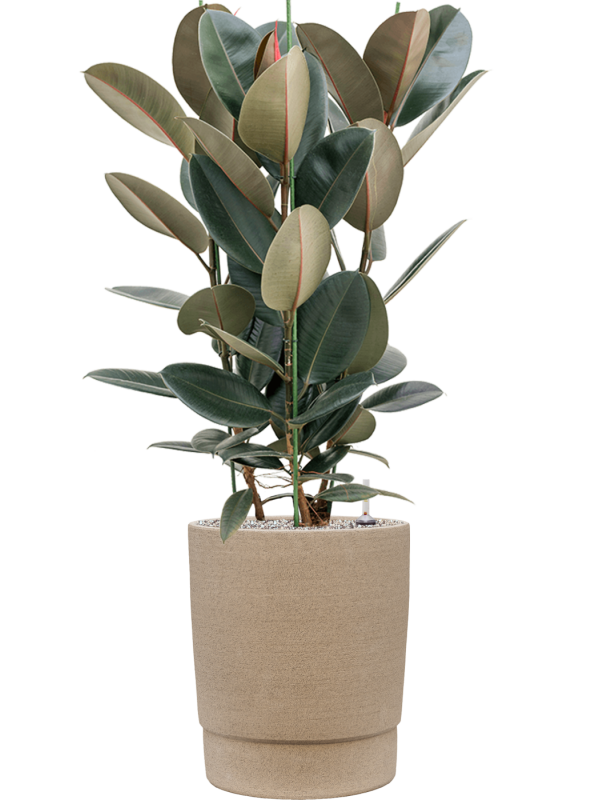 Ansamblu D37xH120cm cu planta naturala Ficus elastica 'Abidjan' in ghiveci Chao all inclusive set cu granule decorative