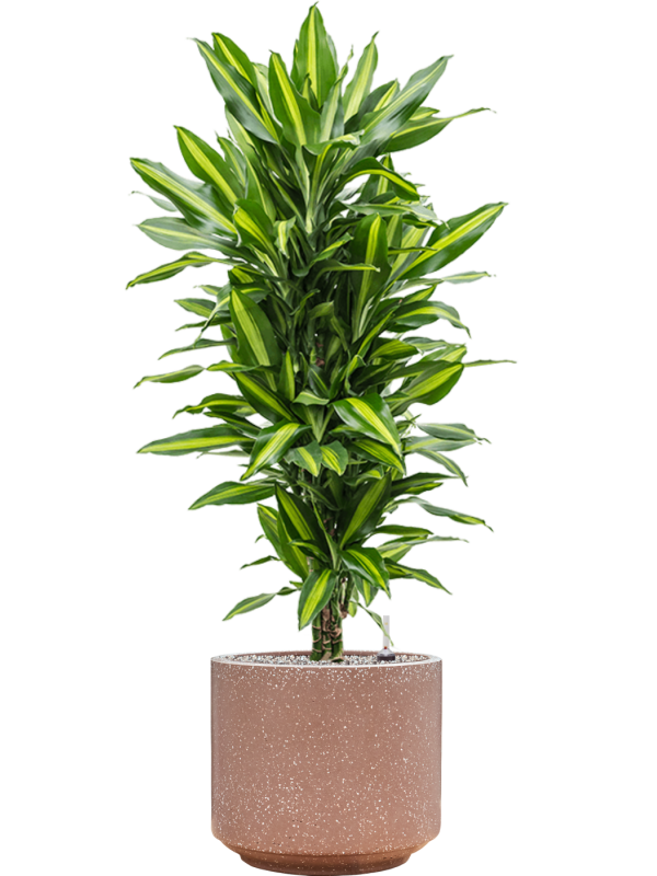 Ansamblu D37xH124cm cu planta naturala Dracaena fragrans 'Cintho' in ghiveci Baq Terrazzo all inclusive set cu granule decorative