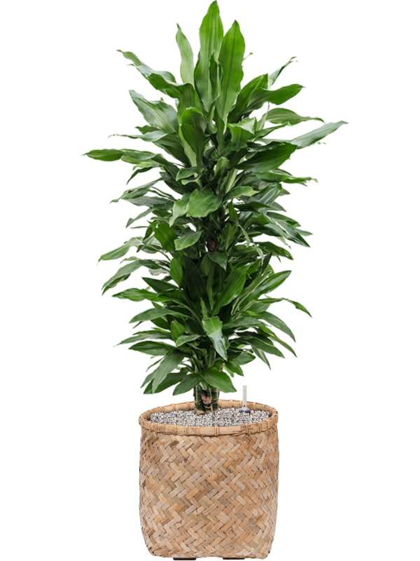 Ansamblu D37xH124cm cu planta naturala Dracaena fragrans 'Janet Lind' in ghiveci Bohemian all inclusive set cu granule decorative