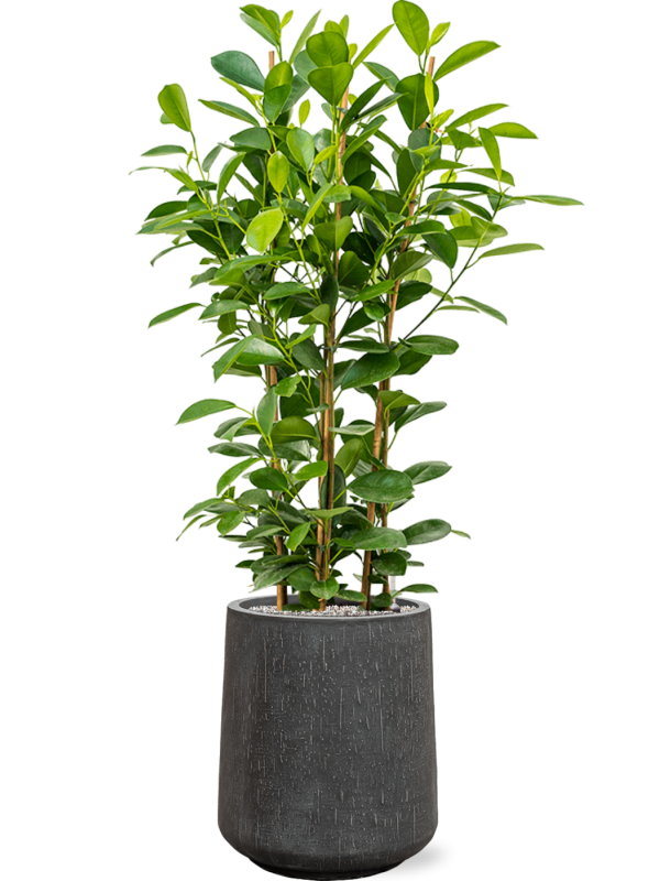 Ansamblu D37xH128cm cu planta naturala Ficus microcarpa 'Moclame' in ghiveci Baq Raindrop all inclusive set cu granule decorative