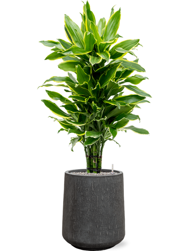 Ansamblu D37xH129cm cu planta naturala Dracaena fragrans 'Golden Coast' in ghiveci Baq Raindrop all inclusive set cu granule decorative