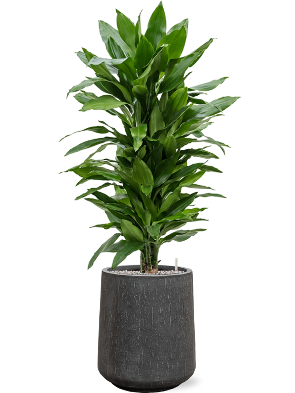 Ansamblu D37xH129cm cu planta naturala Dracaena fragrans 'Janet Lind' in ghiveci Baq Raindrop all inclusive set cu granule decorative