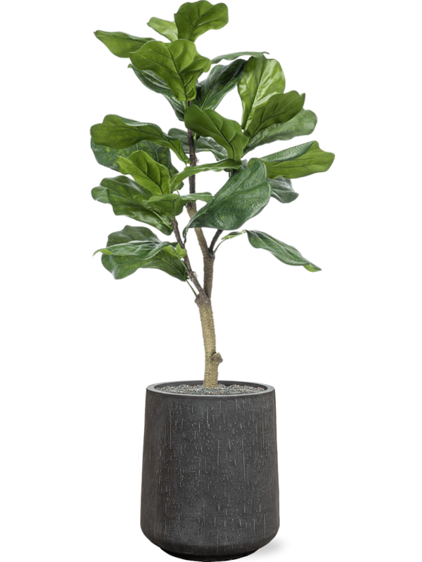 Ansamblu D37xH129cm cu planta naturala Ficus lyrata in ghiveci Baq Raindrop all inclusive set cu granule decorative