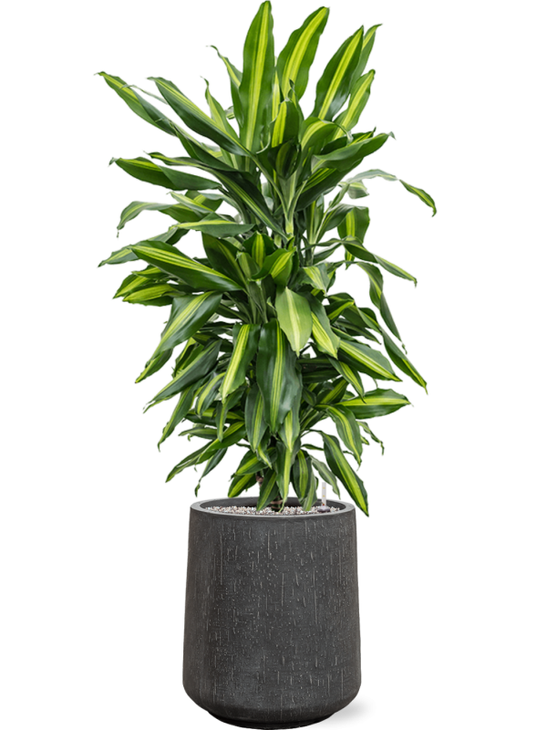 Ansamblu D37xH131cm cu planta naturala Dracaena fragrans 'Cintho' in ghiveci Baq Raindrop all inclusive set cu granule decorative