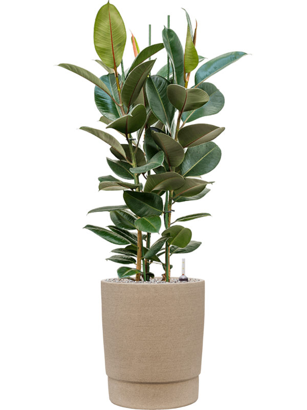 Ansamblu D37xH132cm cu planta naturala Ficus elastica 'Robusta' in ghiveci Chao all inclusive set cu granule decorative