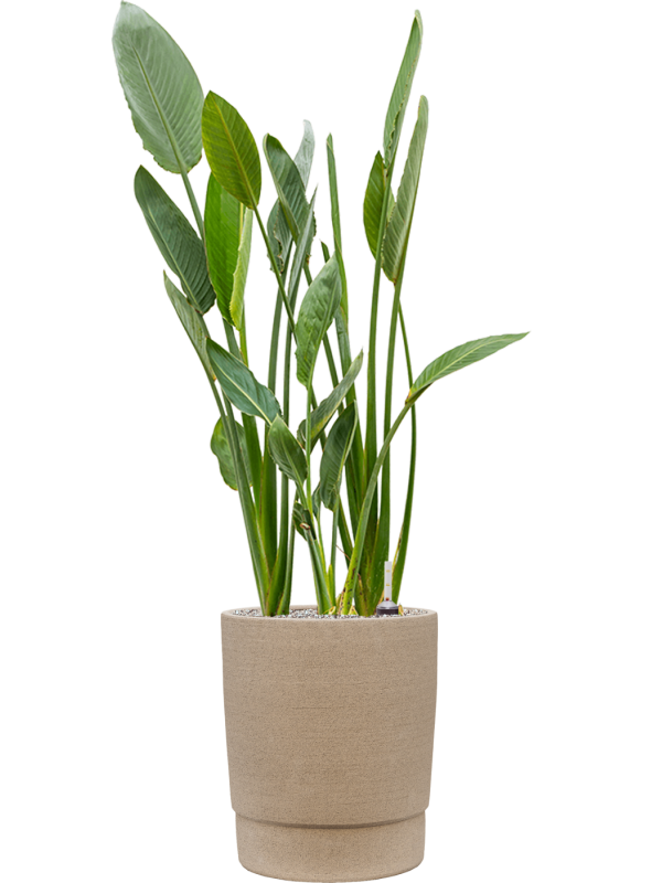 Ansamblu D37xH138cm cu planta naturala Strelitzia reginae in ghiveci Chao all inclusive set cu granule decorative