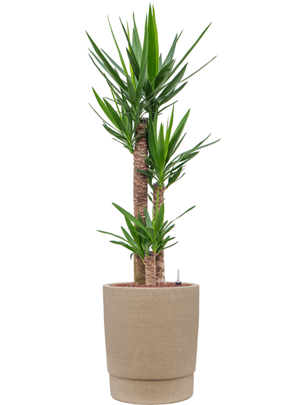 Ansamblu D37xH140cm cu planta naturala Yucca elephantipes in ghiveci Chao all inclusive set cu granule decorative