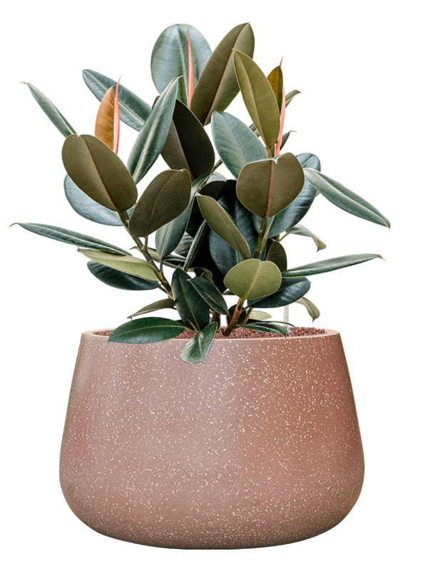 Ansamblu D37xH75cm cu planta naturala Ficus elastica 'Abidjan' in ghiveci Baq Terrazzo all inclusive set cu granule decorative