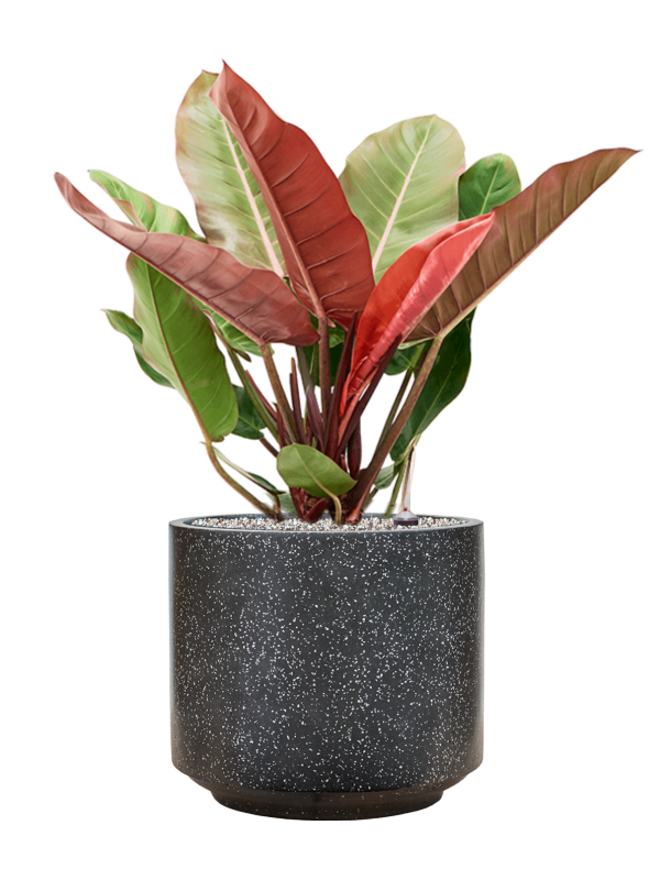 Ansamblu D37xH79cm cu planta naturala Philodendron 'Prince of Orange' in ghiveci Baq Terrazzo all inclusive set cu granule decorative