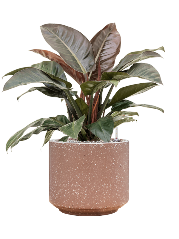 Ansamblu D37xH80cm cu planta naturala Philodendron `Imperial Red' in ghiveci Baq Terrazzo all inclusive set cu granule decorative