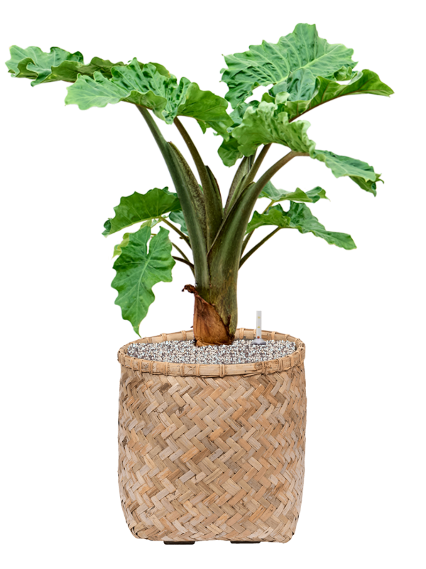 Ansamblu D37xH86cm cu planta naturala Alocasia 'Low Rider' in ghiveci Bohemian all inclusive set cu granule decorative