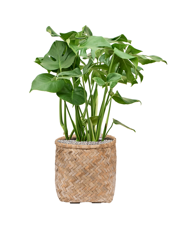 Ansamblu D37xH92cm cu planta naturala Monstera deliciosa in ghiveci Bohemian all inclusive set cu granule decorative