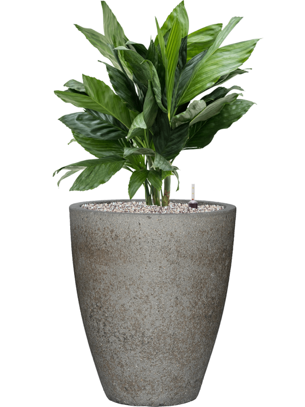 Ansamblu D37xH95cm cu planta naturala Chamaedorea metallica in ghiveci Cement all inclusive set cu granule decorative